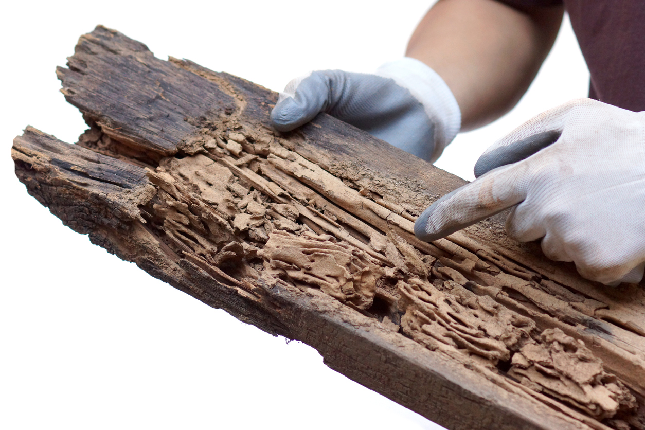 Does your home insurance policy cover termite damage?